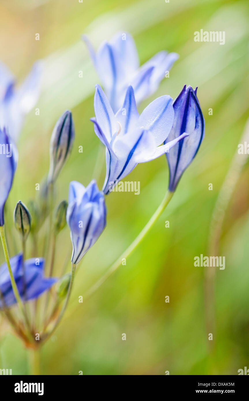 Grassnut, Triteleia laxa, une umbela montrant les bourgeons et fleurs ouvertes. Banque D'Images
