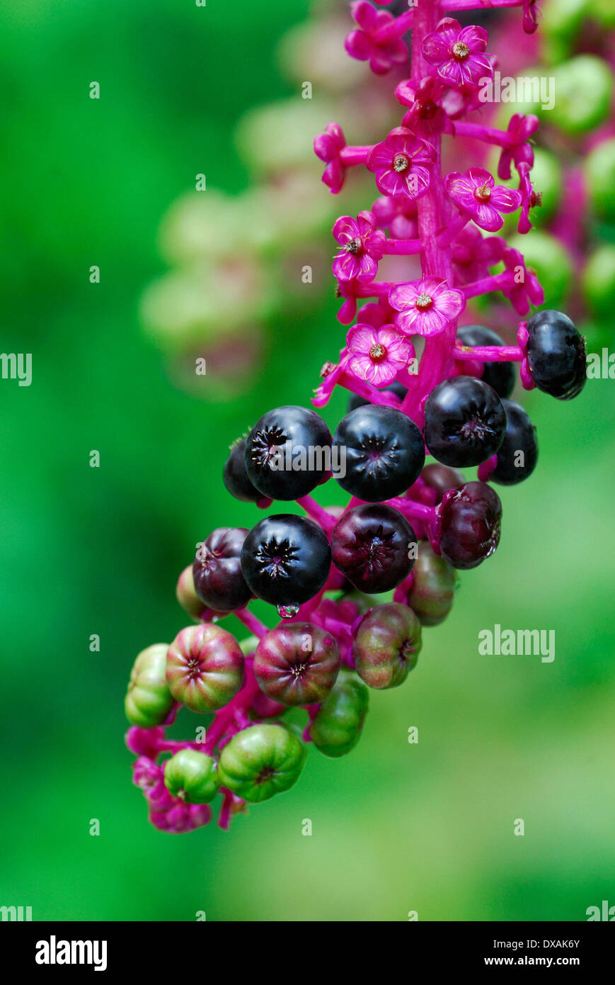 Du phytolaque (pokeweed) américain, Poke Sallat Banque D'Images