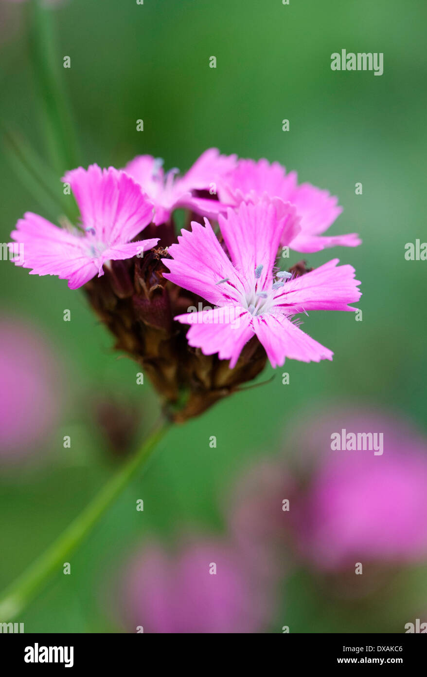 Rose, des Chartreux Dianthus carthusianorum, près des fleurs. Banque D'Images
