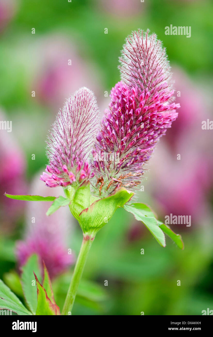 Trifolium, trèfle, Prix Nobel, clover Trifolium rubens. Banque D'Images