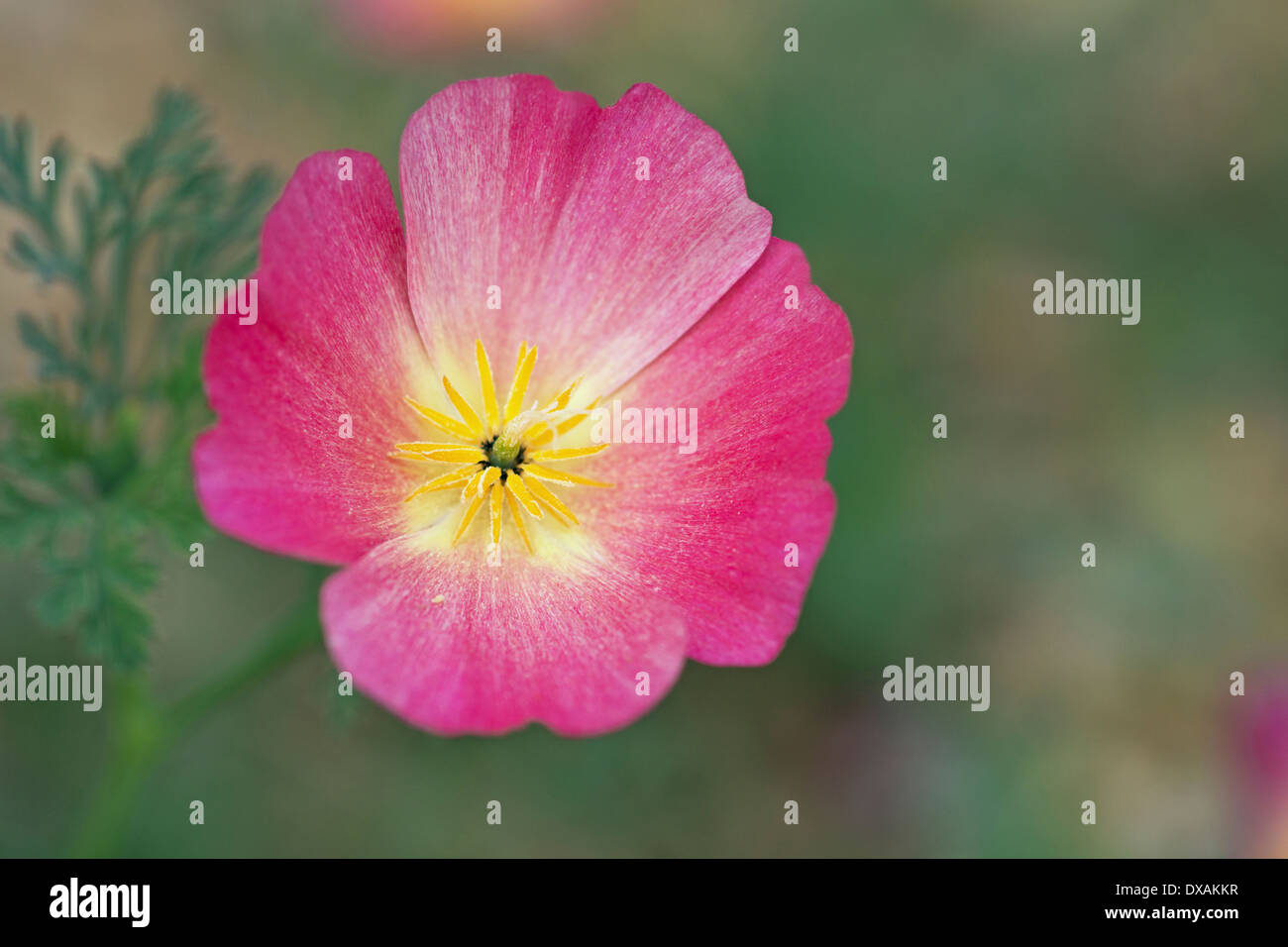 Pavot de californie Eschscholzia californica 'Carmine King' vue supérieure de l'étamine jaune fleur rose montrant que la leaf en soft Banque D'Images