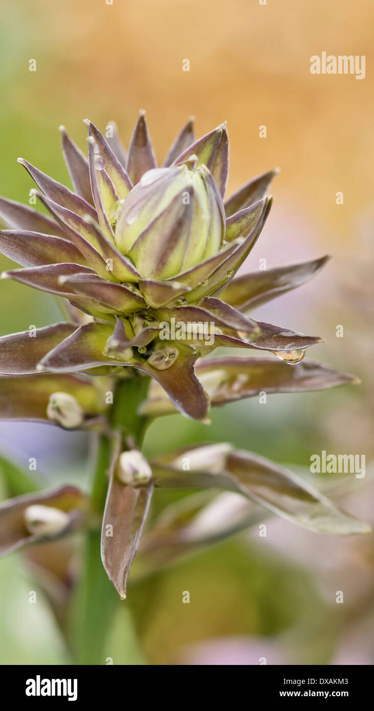 Spikey flowerhead Hosta, n'est pas encore ouvert. Banque D'Images