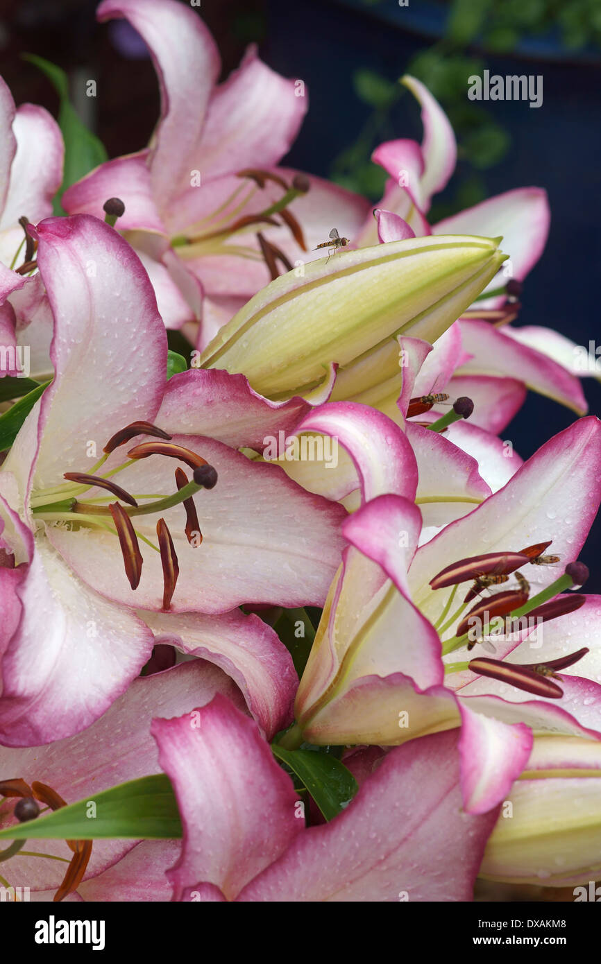 Lily Lilium Oriental, Hotline, plusieurs composants de rose des fleurs. Banque D'Images