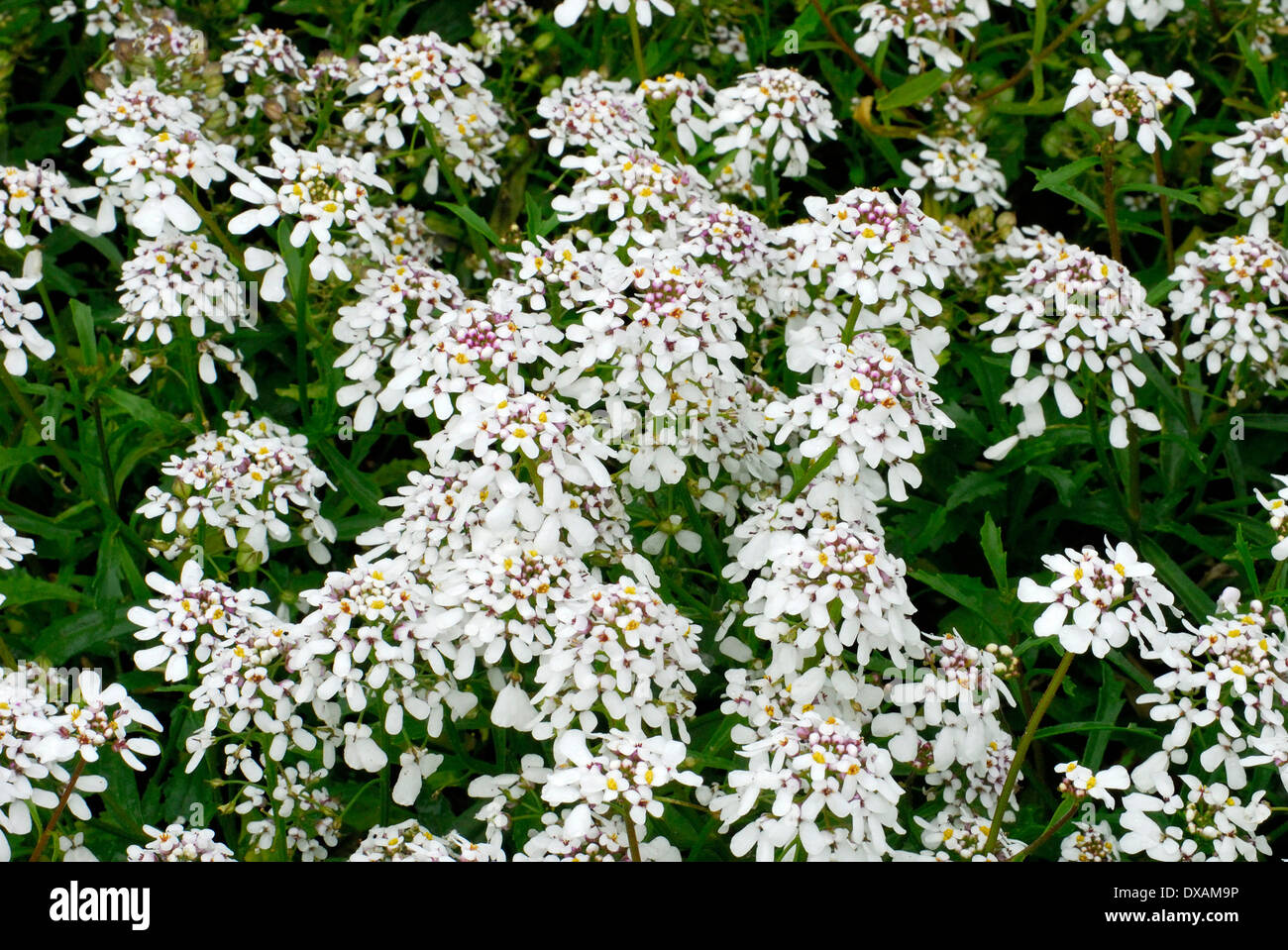 Annual Candytuft Banque D'Images