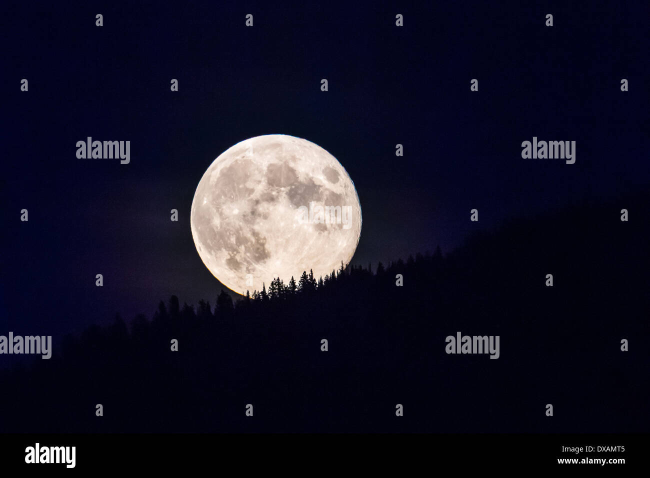 La pleine lune se lève au-dessus de la pente boisée d'une randonnée dans le Parc National de Glacier dans le Montana, aux États-Unis. Banque D'Images