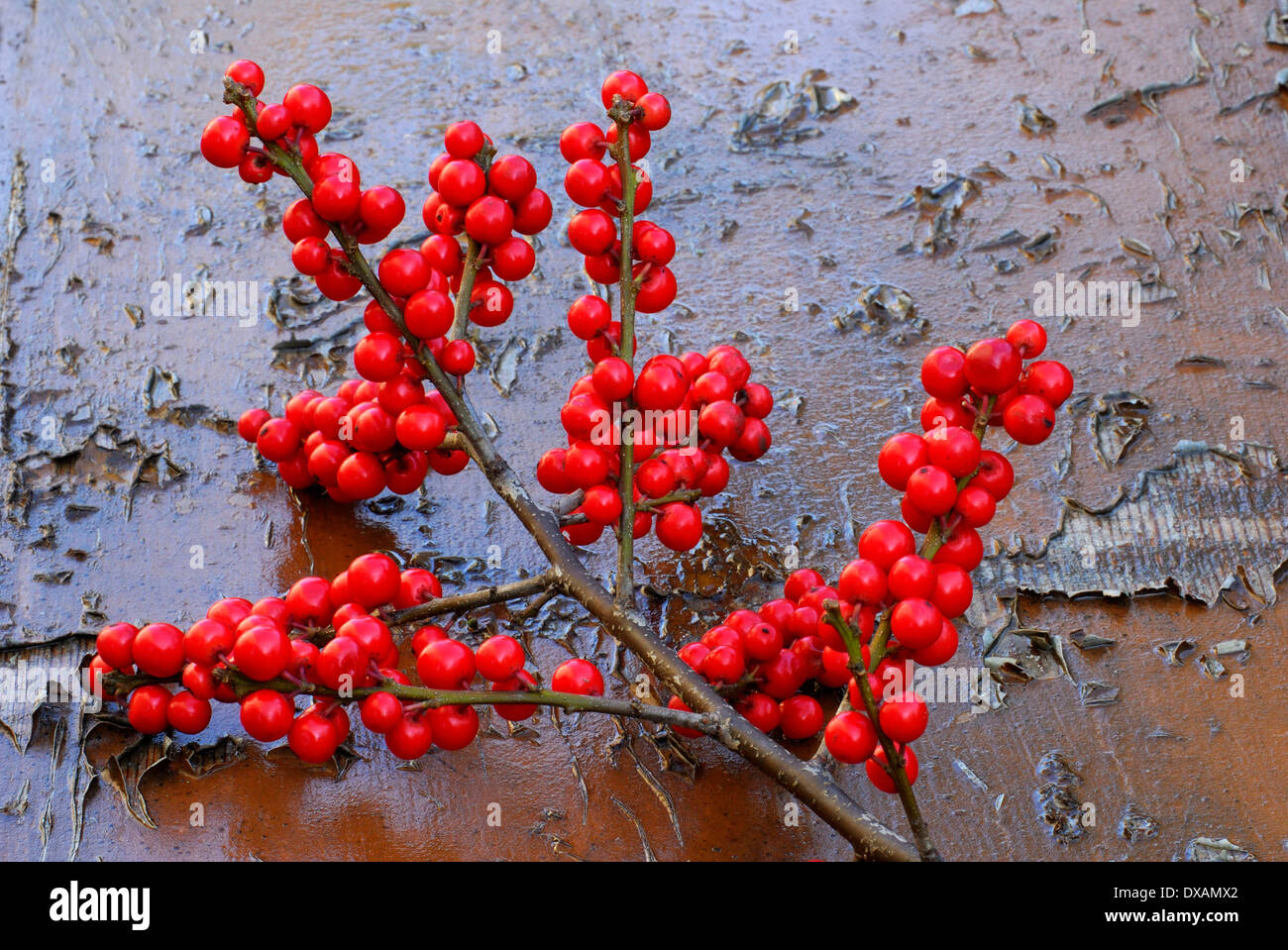 Houx, Ilex Banque D'Images