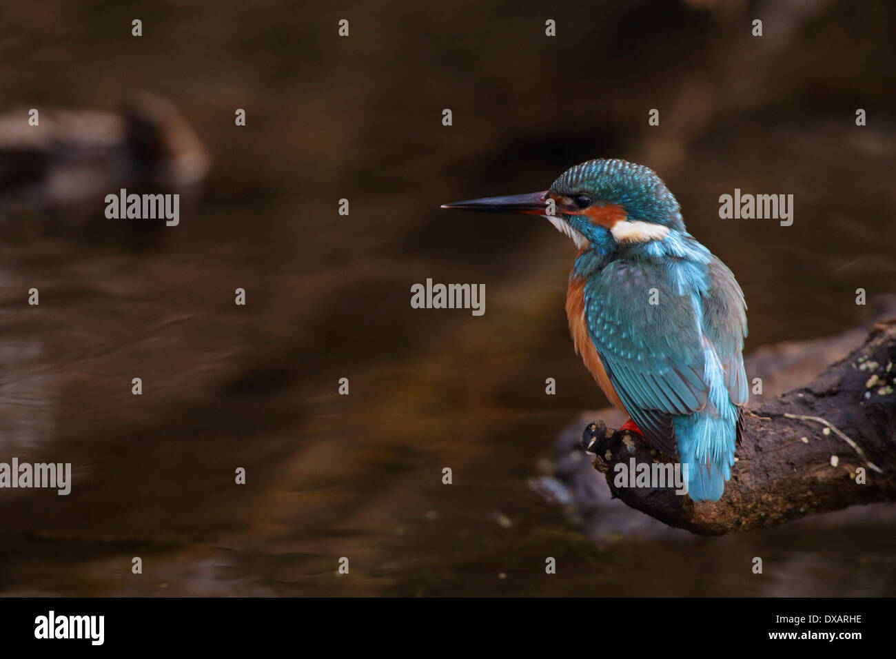 Kingfisher (Alcedo atthis) perché au-dessus du faible flux. Banque D'Images