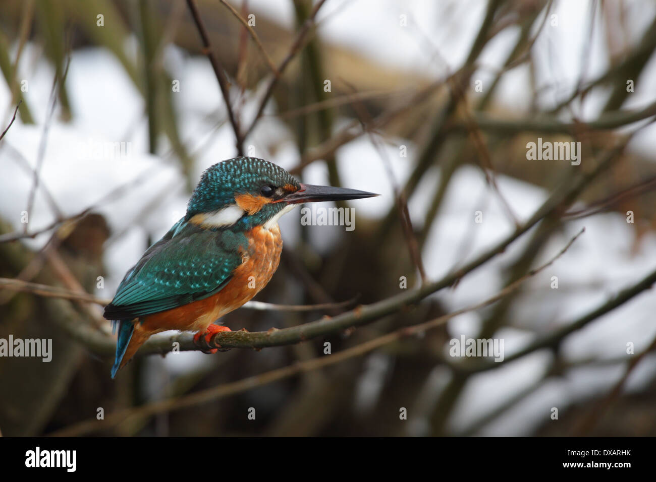 Kingfisher (Alcedo atthis hivernage) Banque D'Images