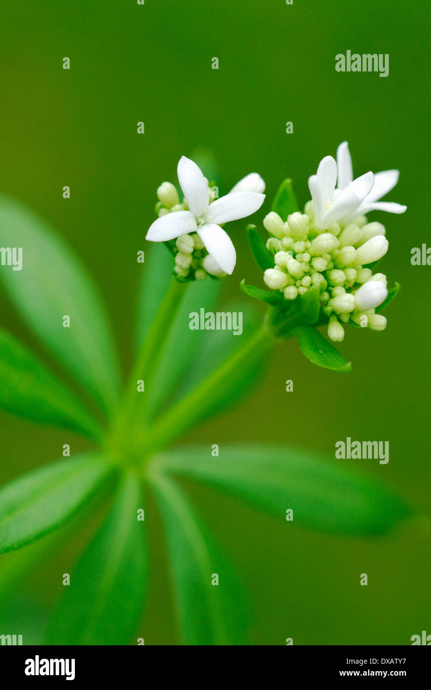 Aspérule Banque D'Images