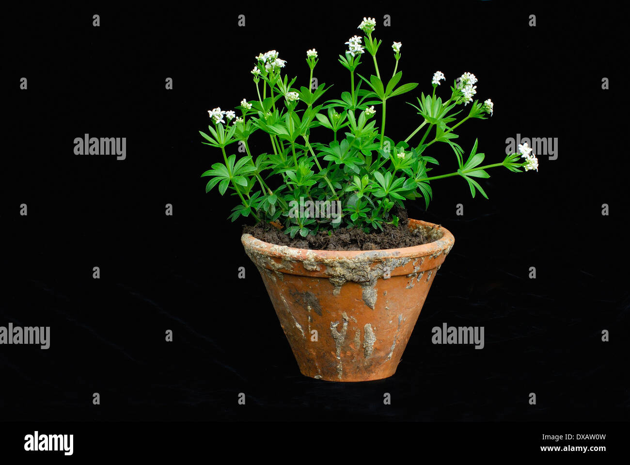 Aspérule Banque D'Images