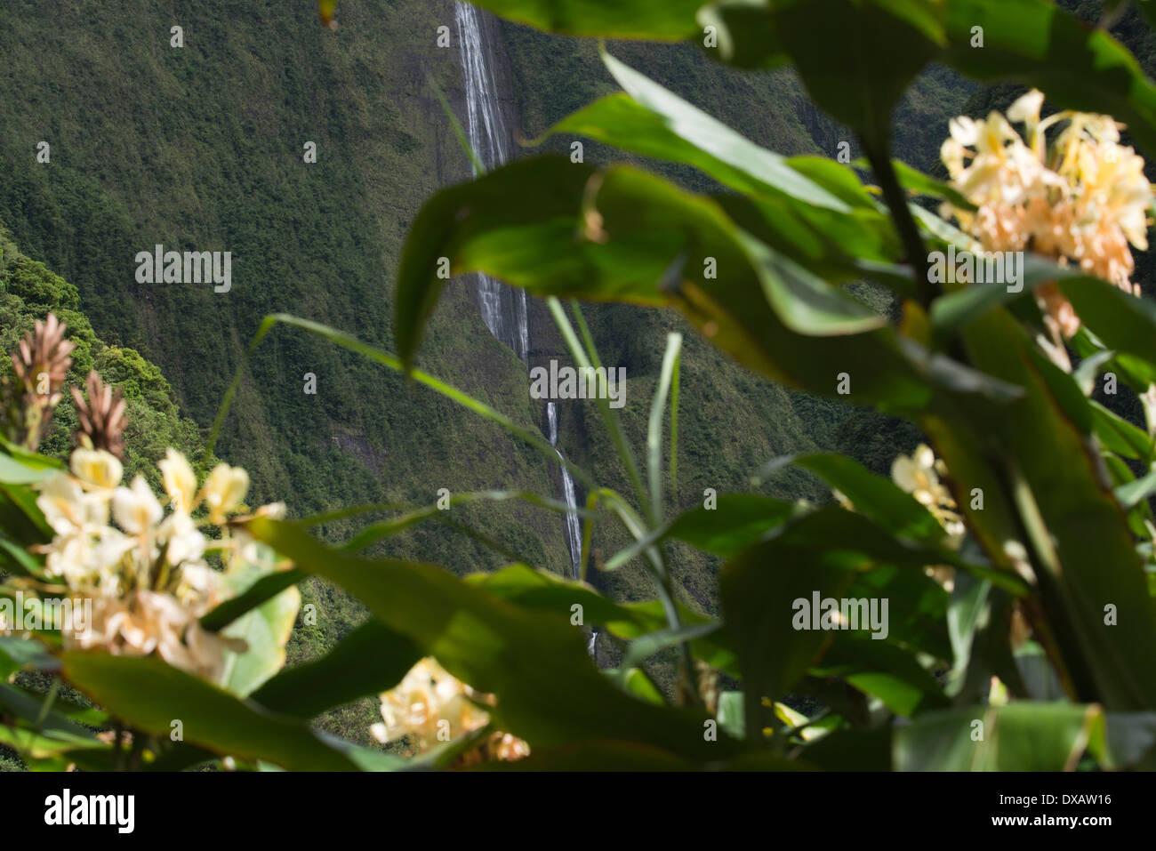 BLANCHE CASCADE, la cascade la plus célèbre dans l'île de la réunion .. Cette cascade a 4 étapes successives vers le bas d'un mur sur les pentes Banque D'Images