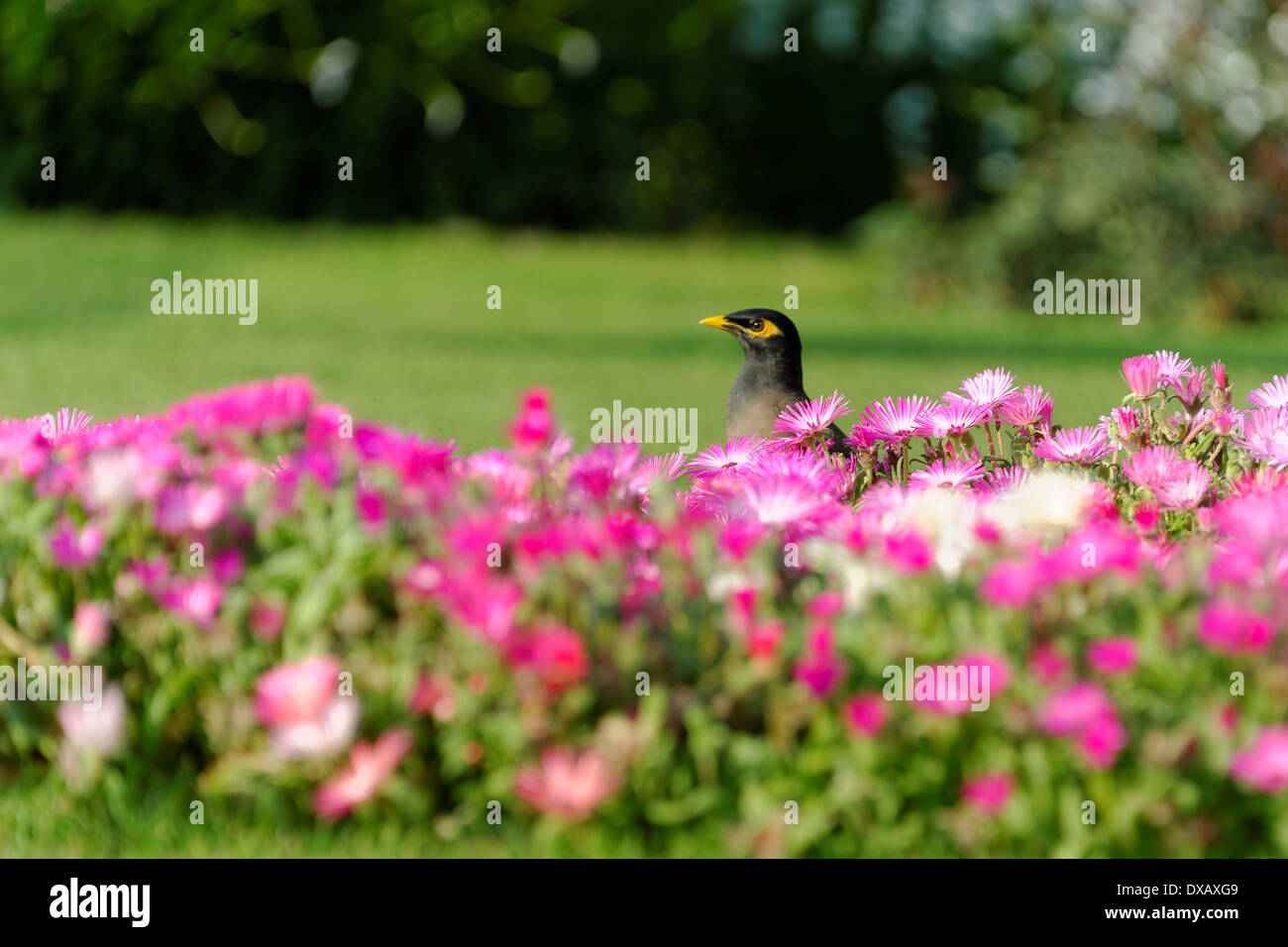 Common myna et parterre Banque D'Images