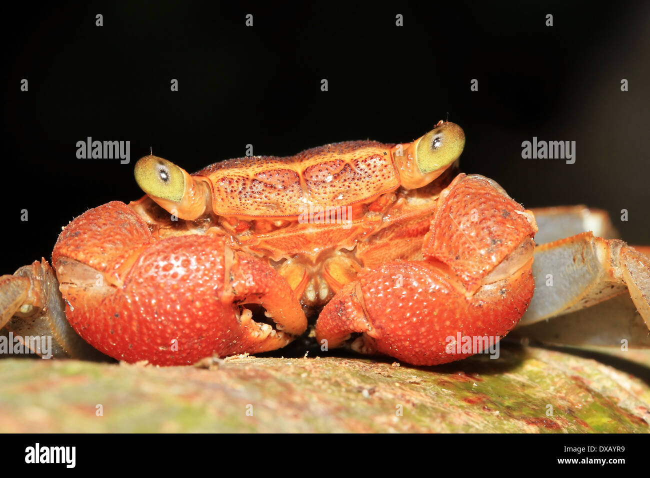 Close-up d'une forêt vierge (alias Crabe Crabe Arbres) espèces, la baie Drake, péninsule d'Osa, au Costa Rica Banque D'Images