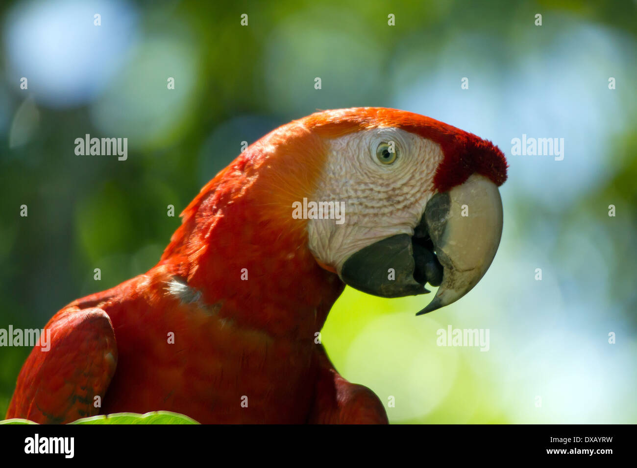 Portrait d'un ara rouge (Ara macao), Limonal, Costa Rica Banque D'Images