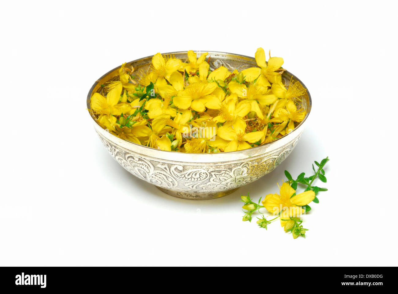 Perforer le Millepertuis Banque D'Images