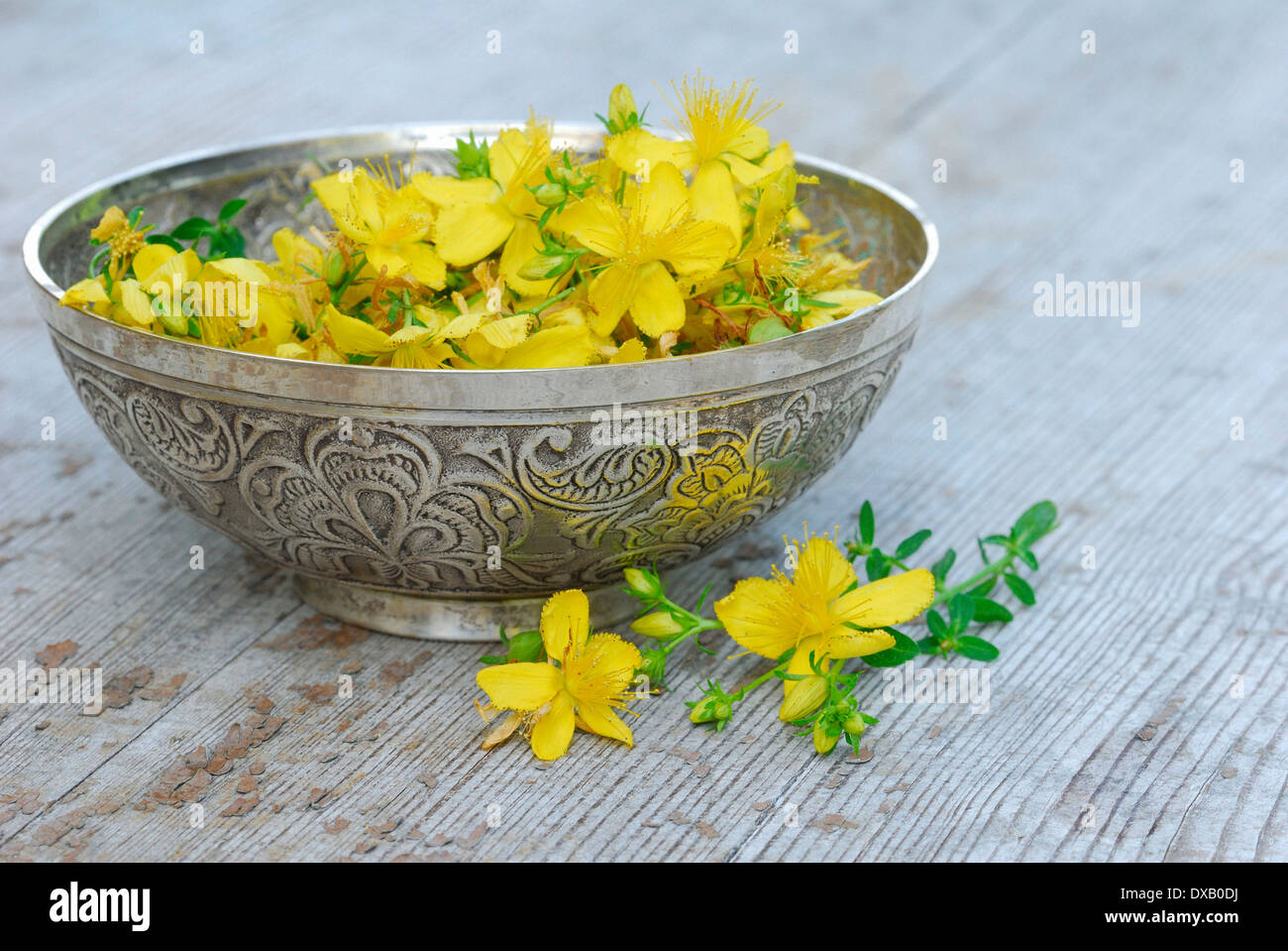 Perforer le Millepertuis Banque D'Images