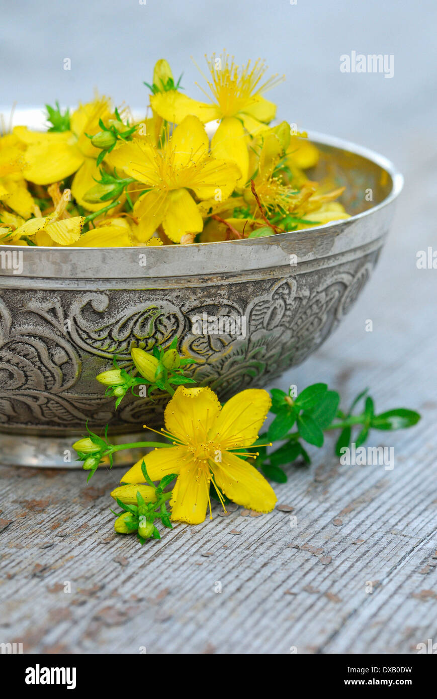 Perforer le Millepertuis Banque D'Images