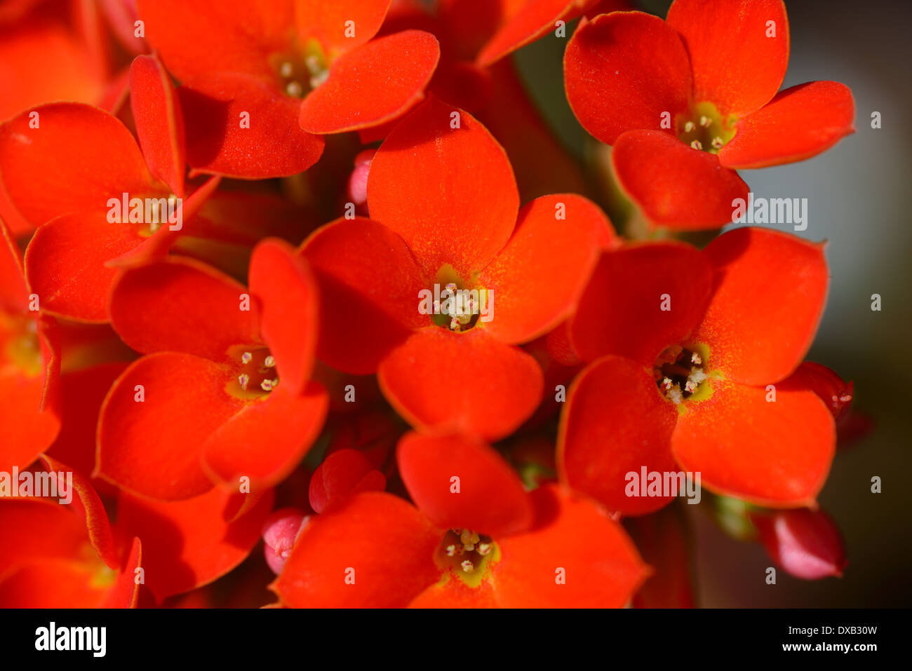 Quatre pétales orange vif fleurs d'une plante tropicale Kalanchoe blossfeldiana Banque D'Images