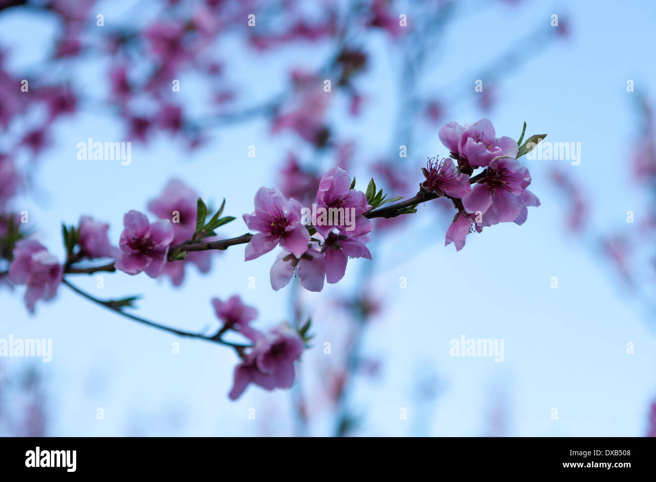 Un champ de nectariniers avec des fleurs au printemps. Banque D'Images