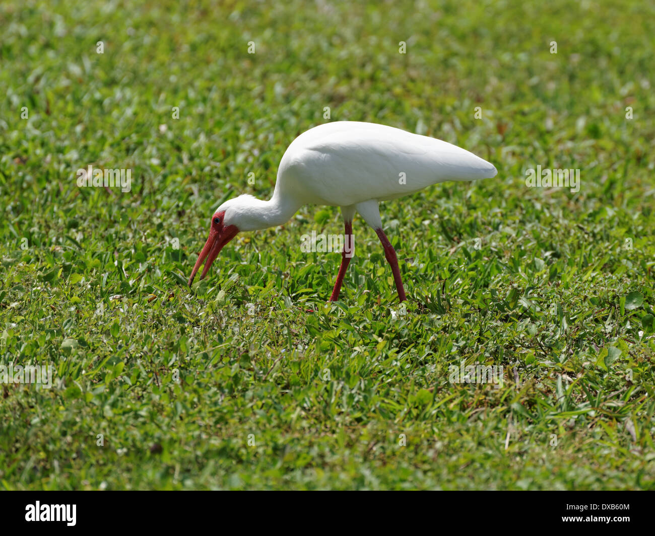 Ibis blanc américain en quête de nourriture dans l'herbe. Banque D'Images