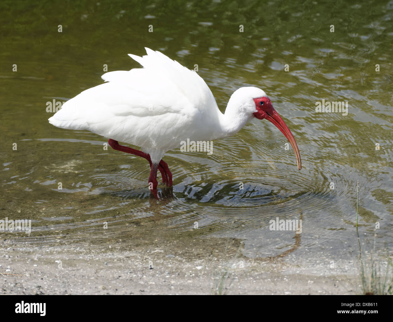 Ibis blanc américain debout dans un lac. Banque D'Images