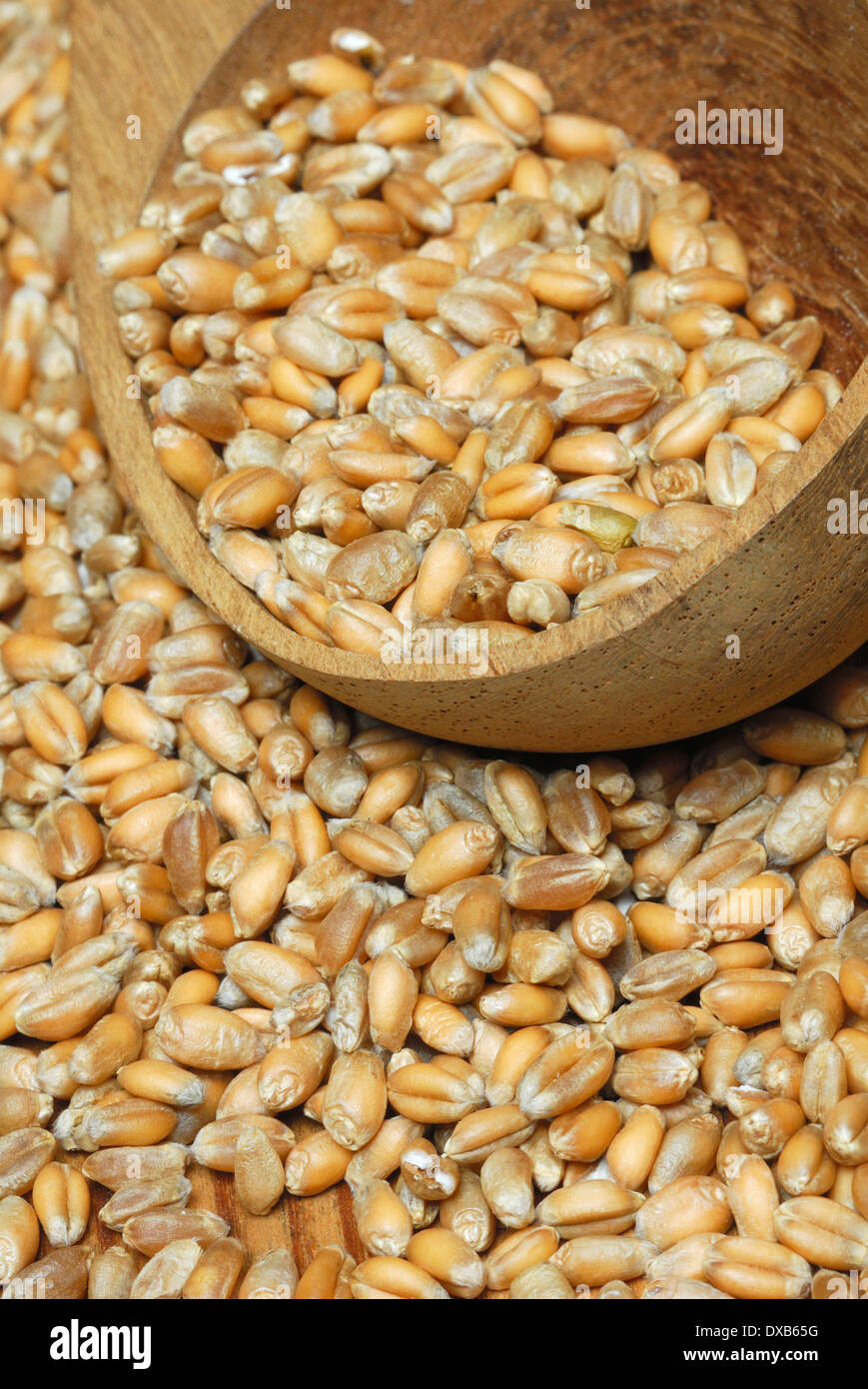 Grain de blé Banque D'Images