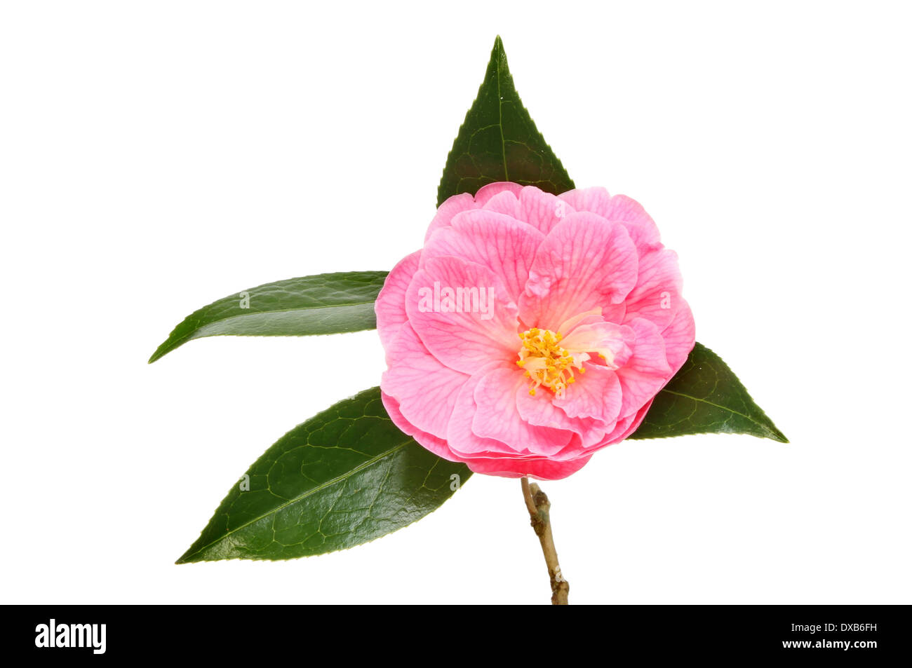 Fleur de camélia Magenta et feuilles isolées contre white Banque D'Images