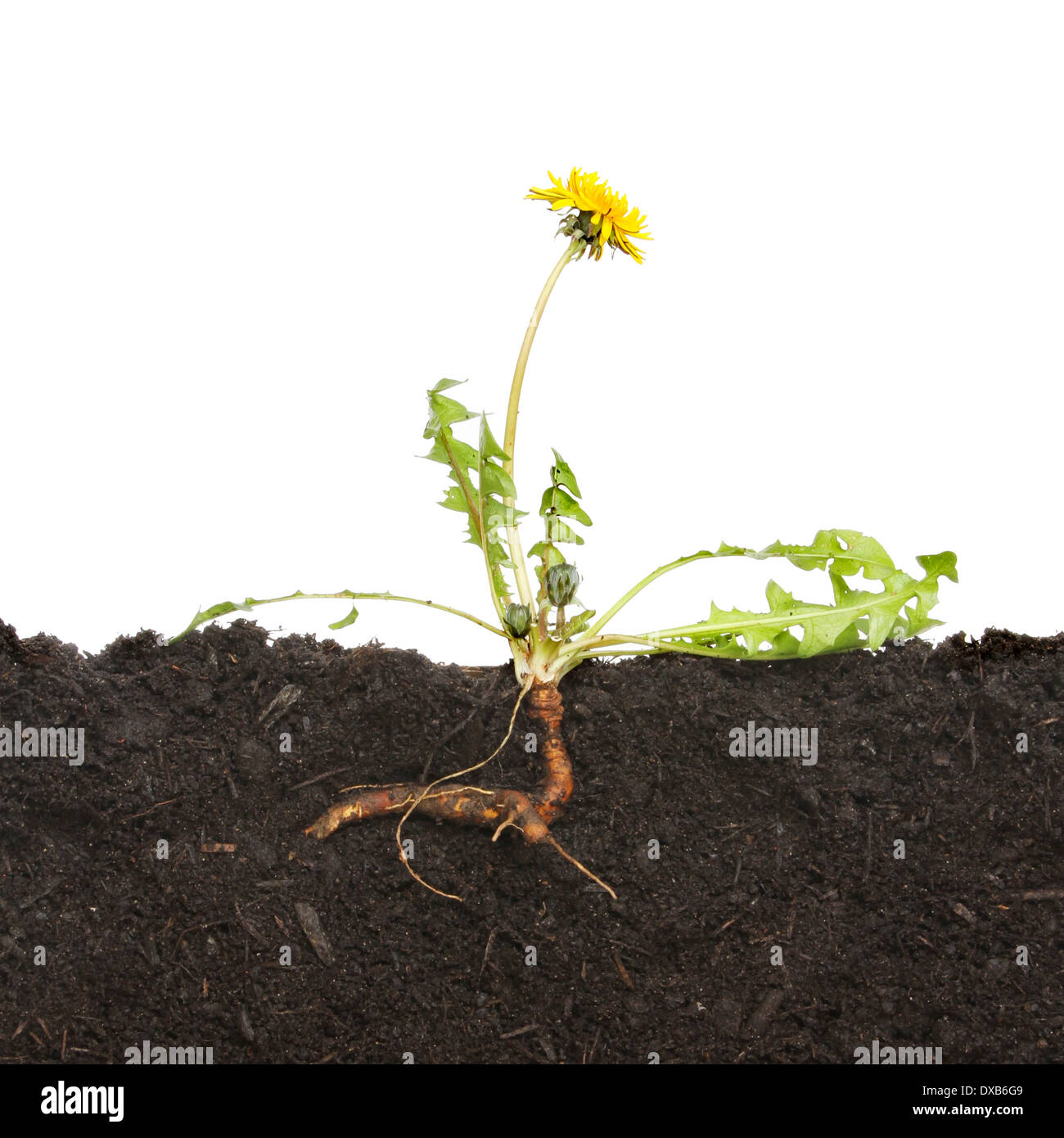 L'article dans le sol avec un pissenlit racine et de mauvaises herbes sur un fond blanc. Banque D'Images