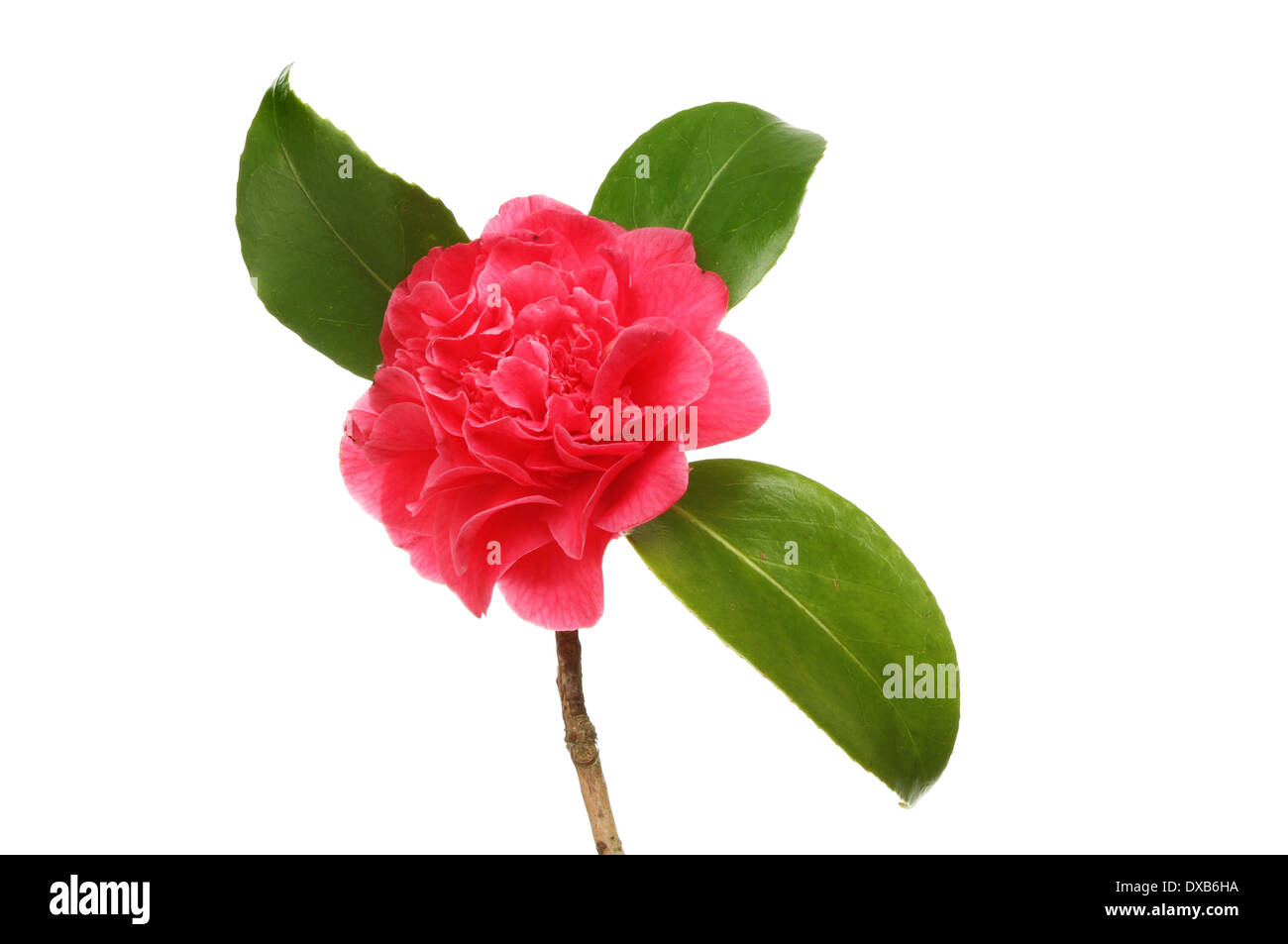 Fleur de camélia rouge et feuilles isolées contre white Banque D'Images