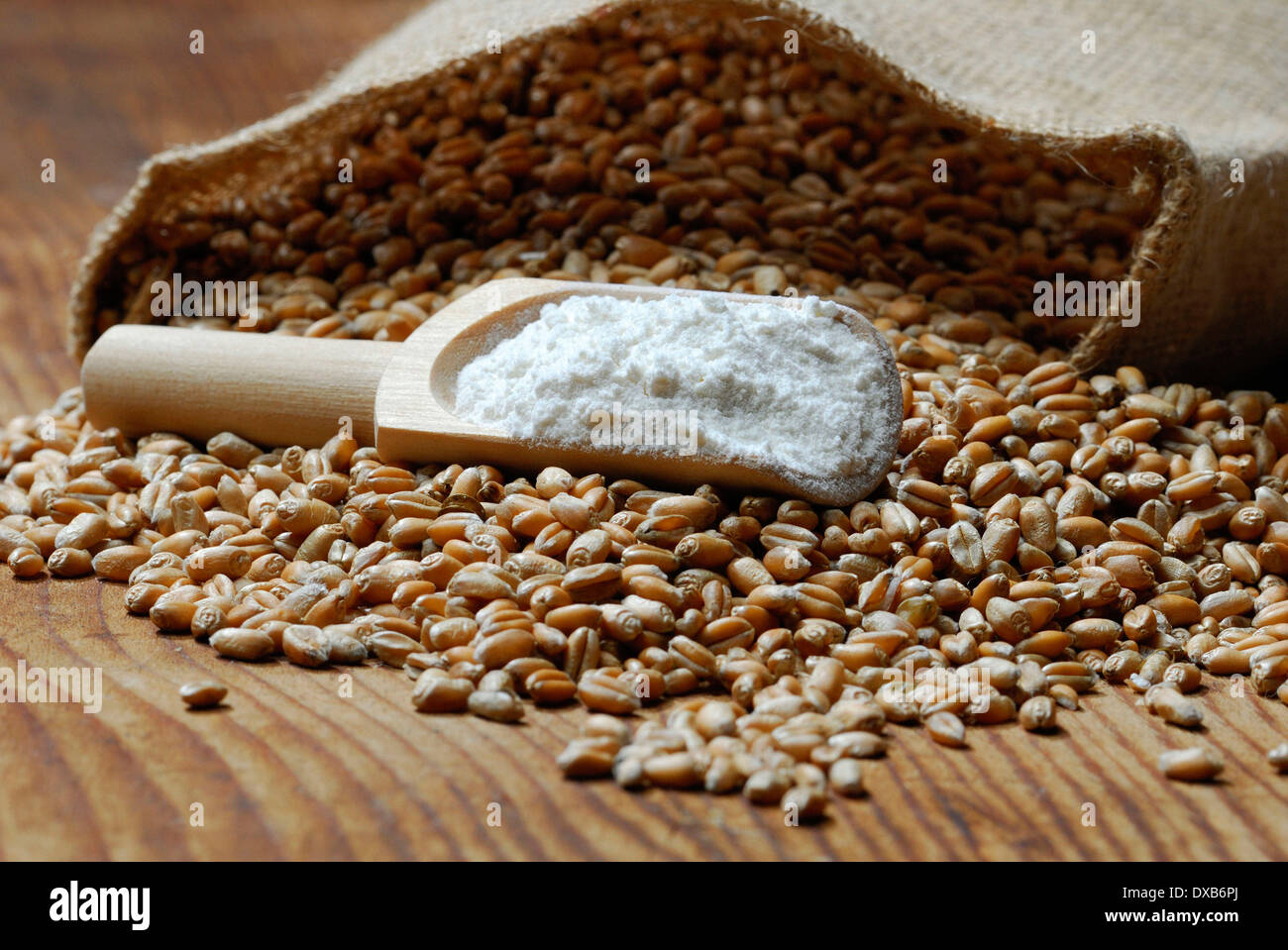 Grain de blé Banque D'Images