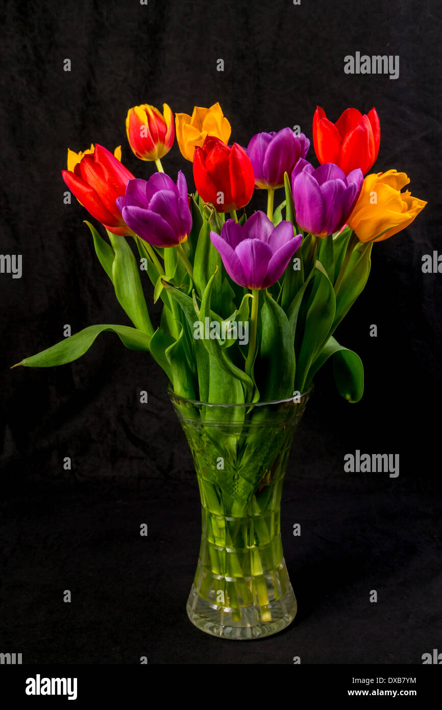 Un vase en verre de tulipes rouge violet et jaune sur fond noir Banque D'Images