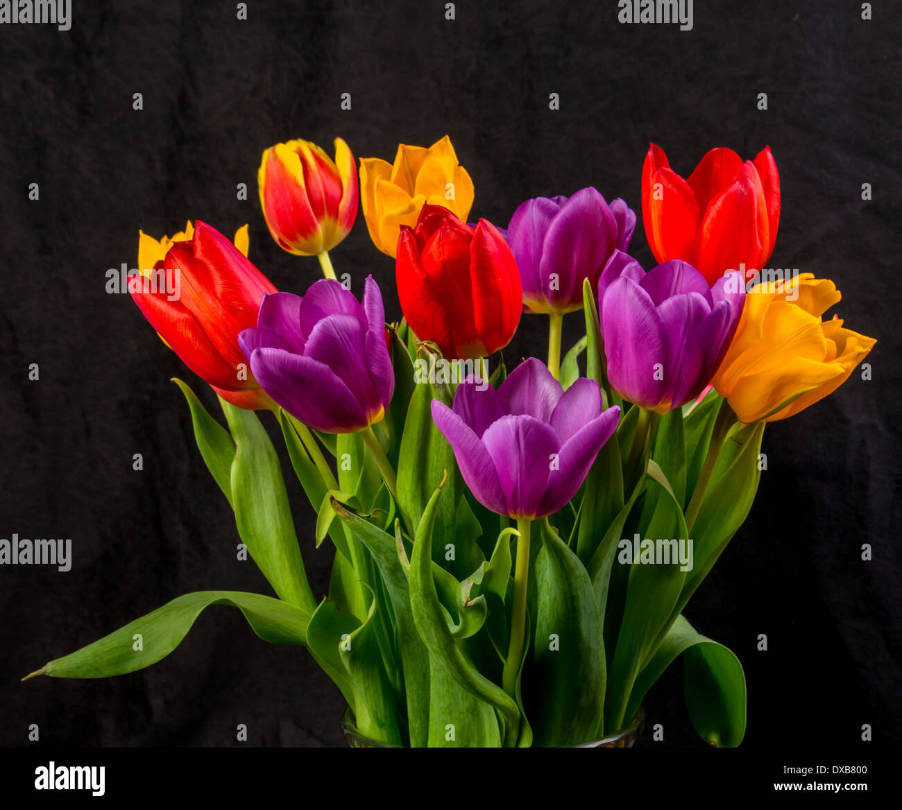 Un bouquet de tulipes rouge violet et jaune sur fond noir Banque D'Images