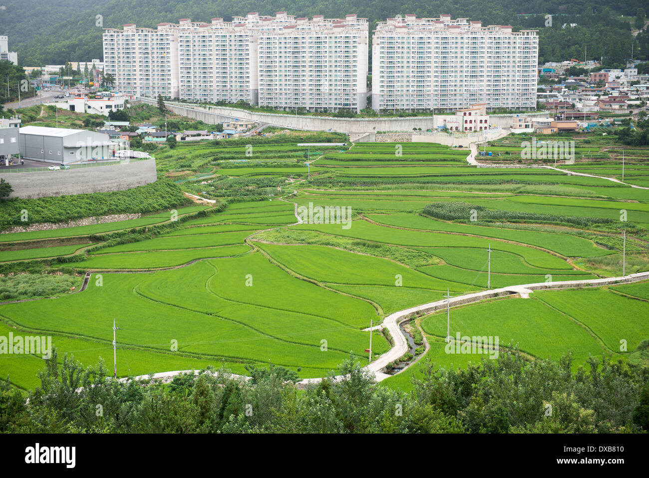 Appartement moderne de bâtiments et les champs de riz en Corée du Sud Banque D'Images