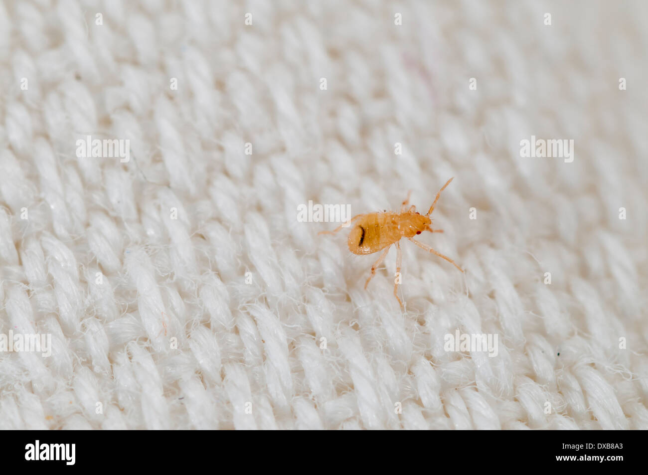Très tôt une Bedbbug nymphe (Cimex lectularius) sur une feuille de lit brodé, Espagne Banque D'Images