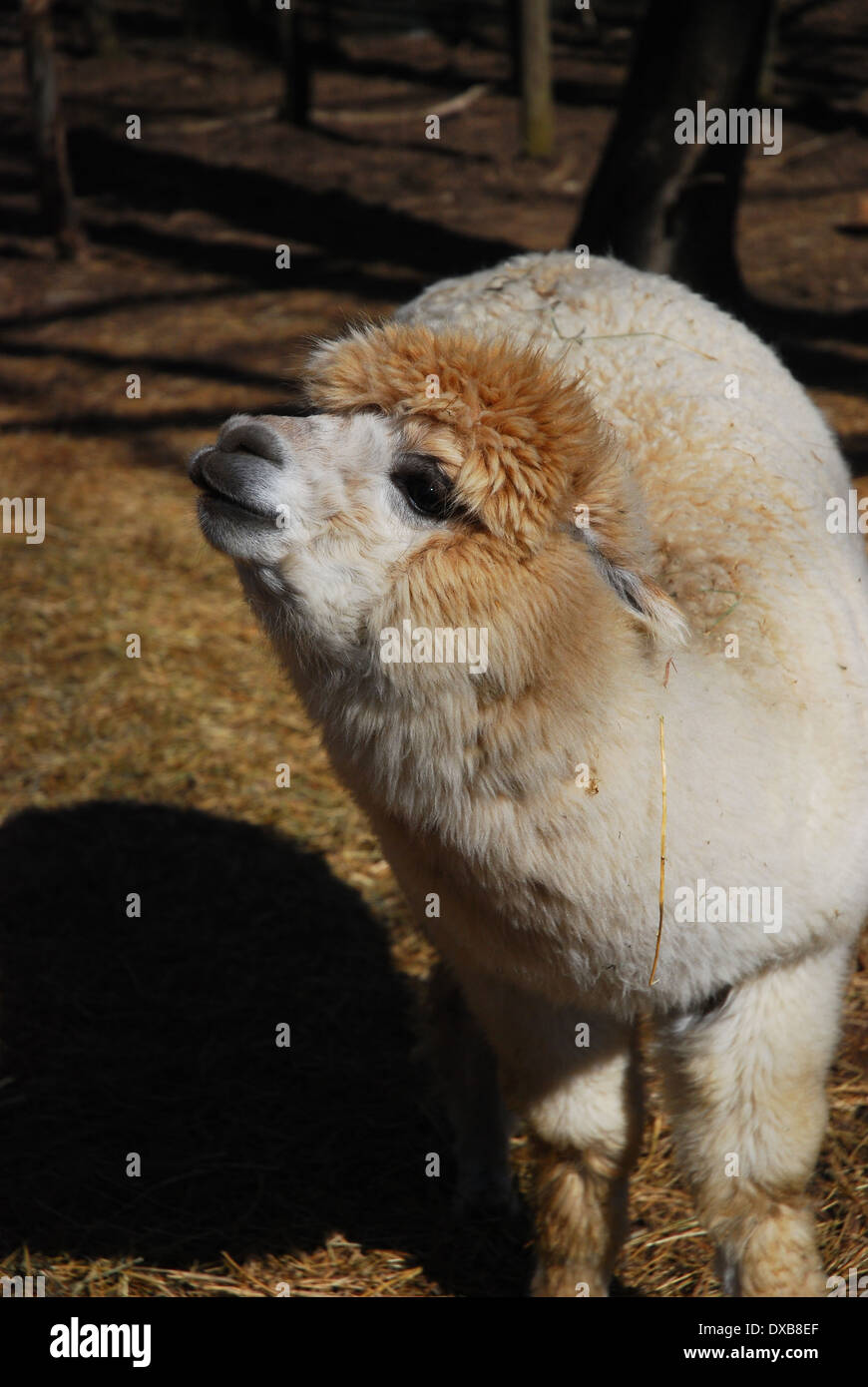 Golden brown Alpaca Banque D'Images