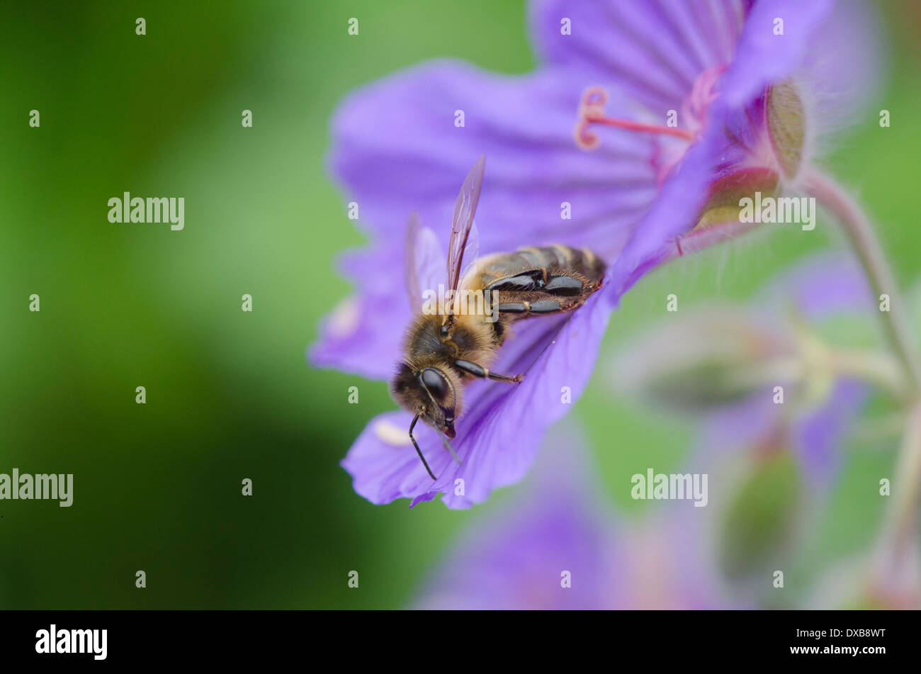 Une abeille profil sur une grande fleur pourpre. Banque D'Images