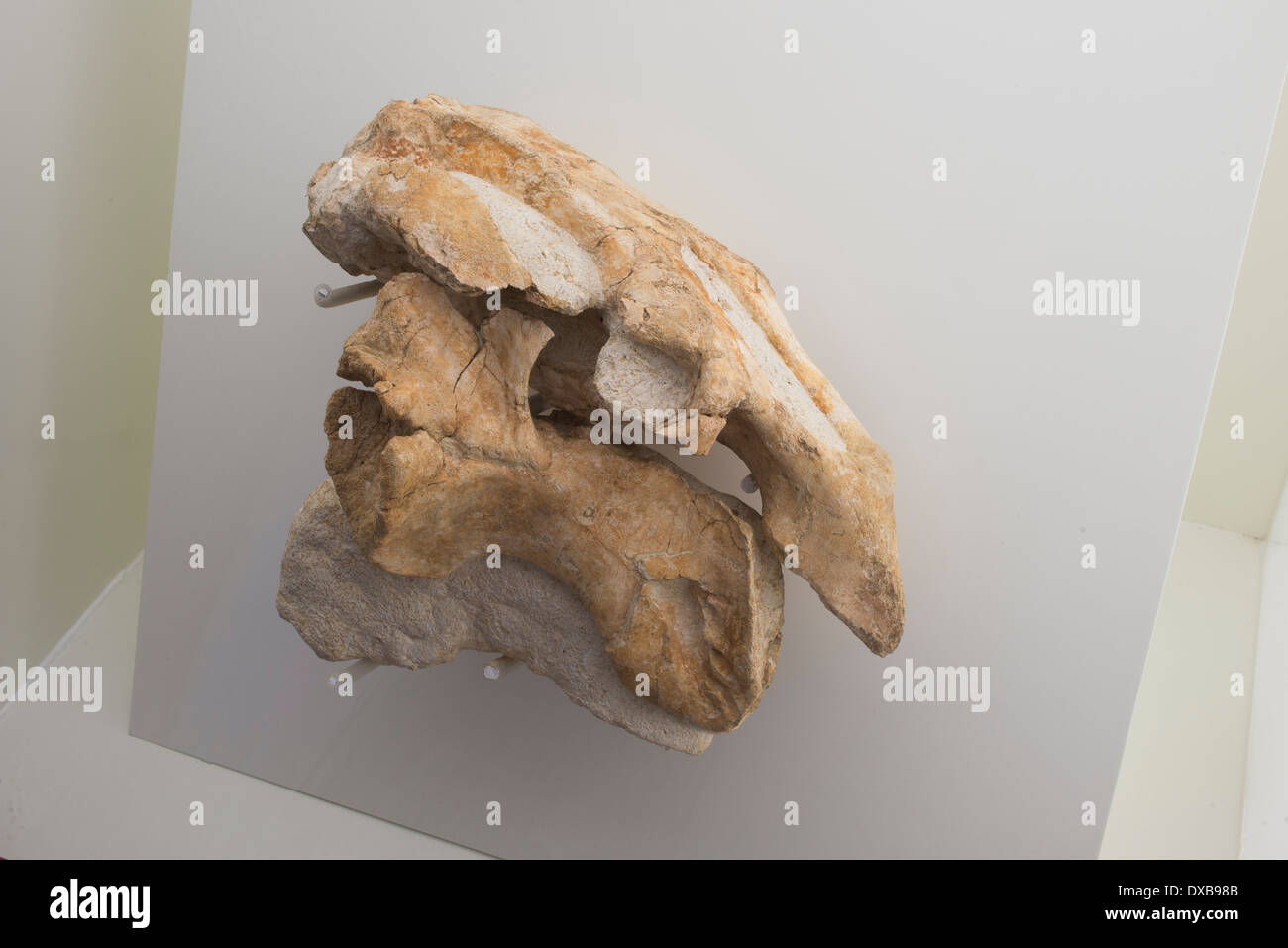 Combustibles Dugongidae Metaxytherium catalaunicum, Museu de les Cultures del Vi, Vilafranca del Penedès, Espagne Banque D'Images
