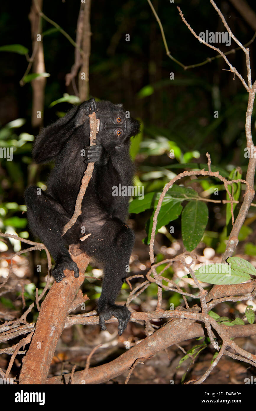 Les Célèbes crested macaque, Macaca nigra, Tankoko National Park, Sulawesi, Indonésie Banque D'Images