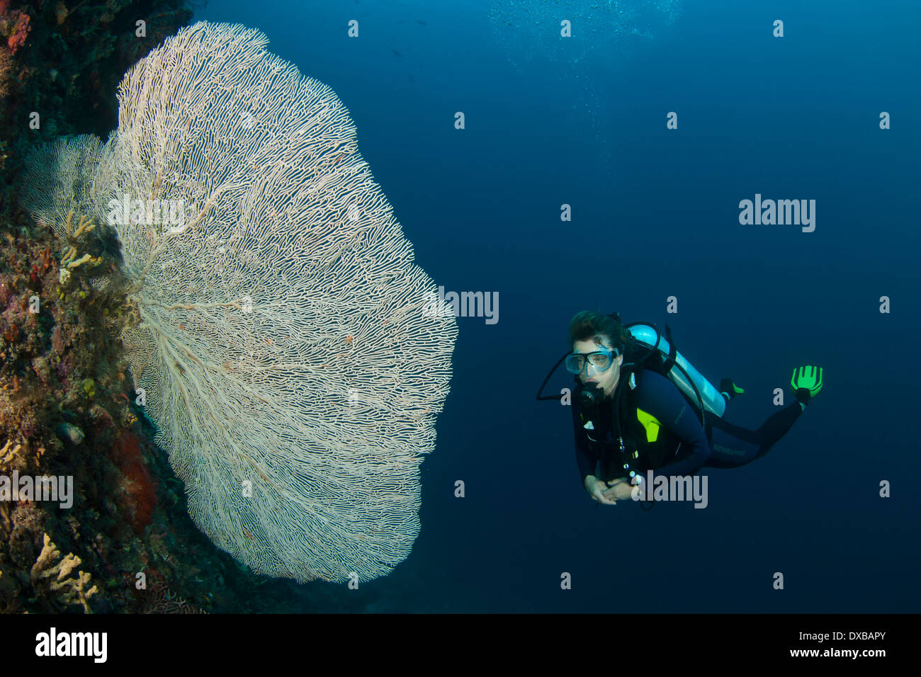 Penemu Reef Dive site, Fam, l'île de Raja Ampat, Indonésie Banque D'Images
