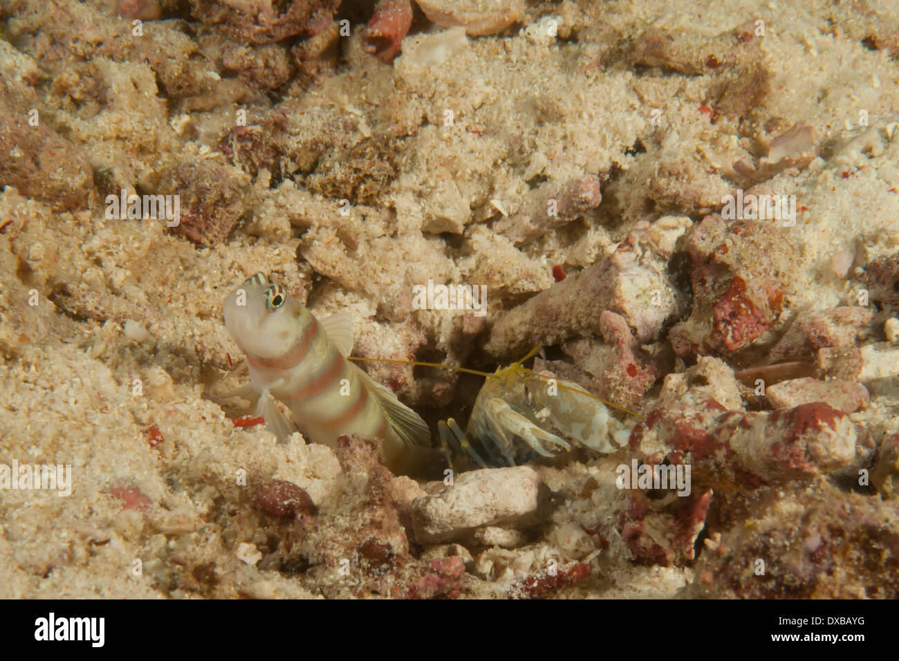 Steinitz' prawn goby avec crevettes commensaux, Citrus Ridge, site de plongée de l'île Gili Trawangan, Raja Ampat, Indonésie Banque D'Images