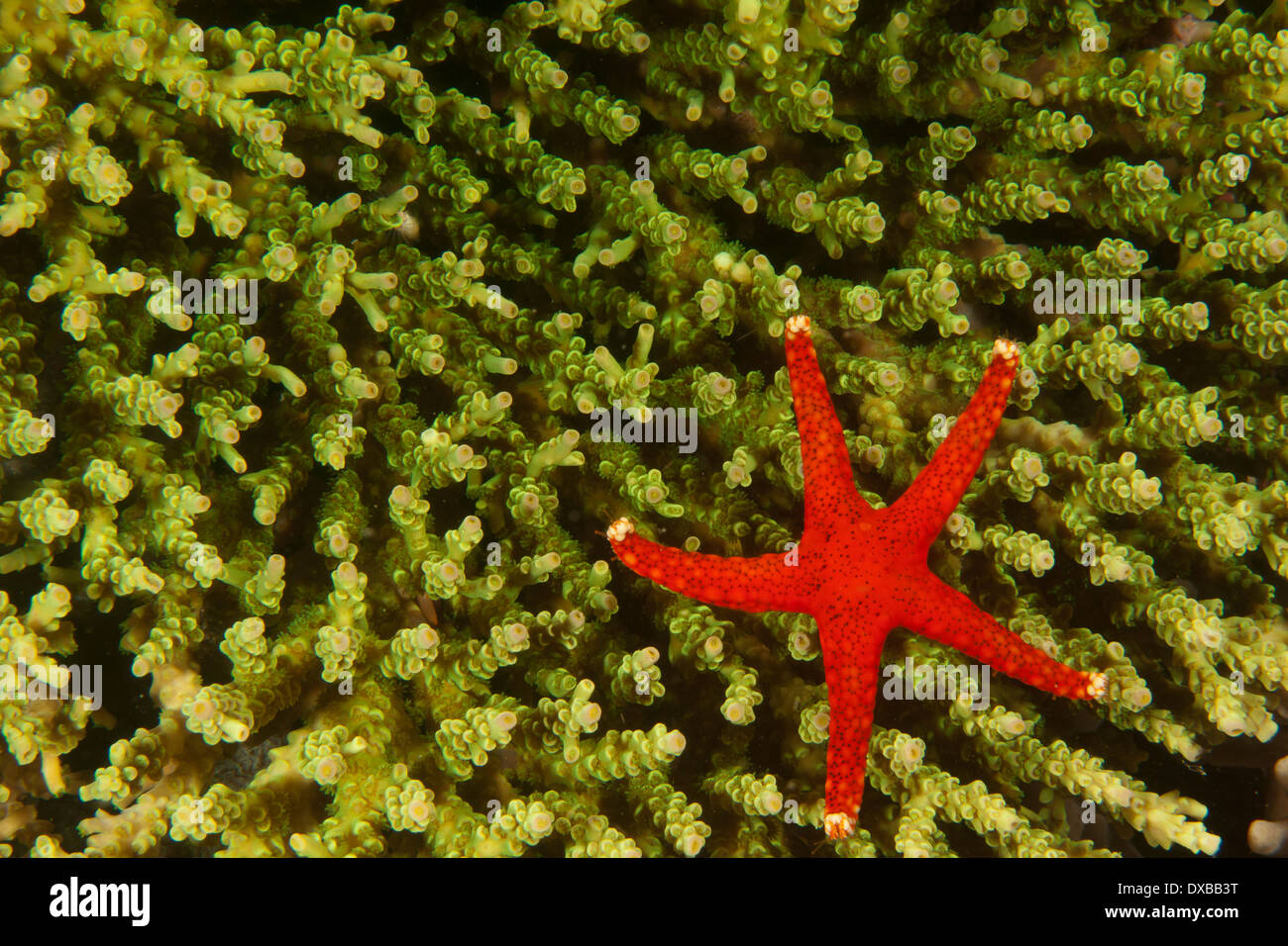 Étoile de mer (étoiles de mer) sur les récifs coralliens, Lalosi Arborex, site de plongée, l'île de Raja Ampat, Indonésie Banque D'Images