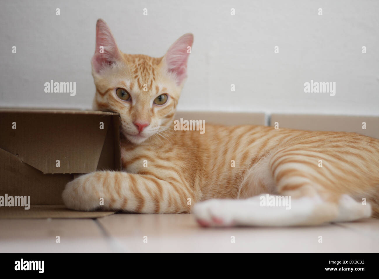 Un chat se détendre par une boîte en carton Banque D'Images