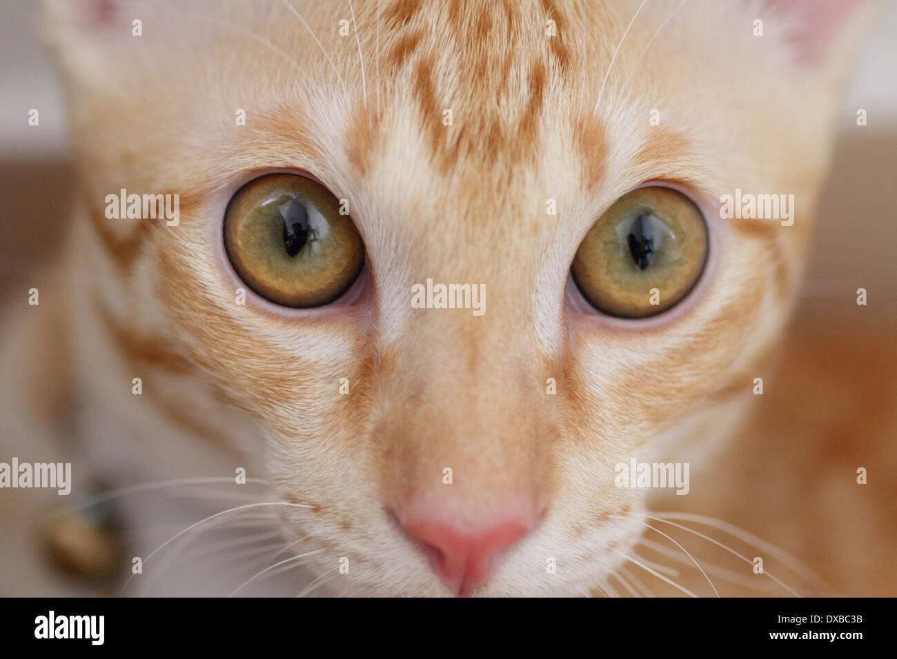 Close-up of a cat's face Banque D'Images