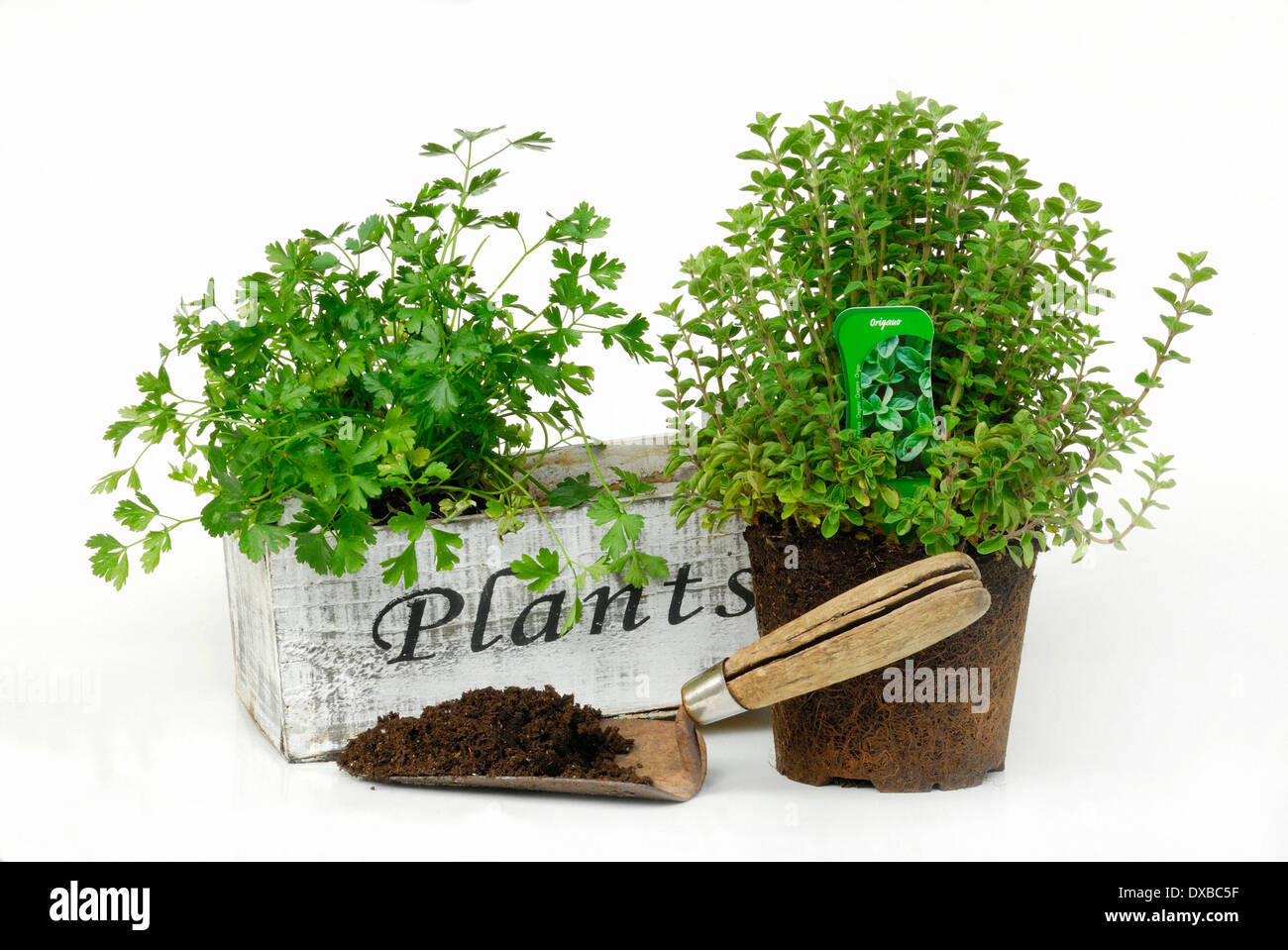 herbes culinaires Banque D'Images