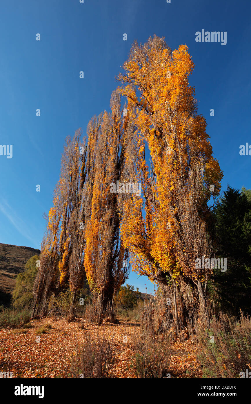 L'automne (automne) Paysage aux arbres colorés, Afrique du Sud Banque D'Images