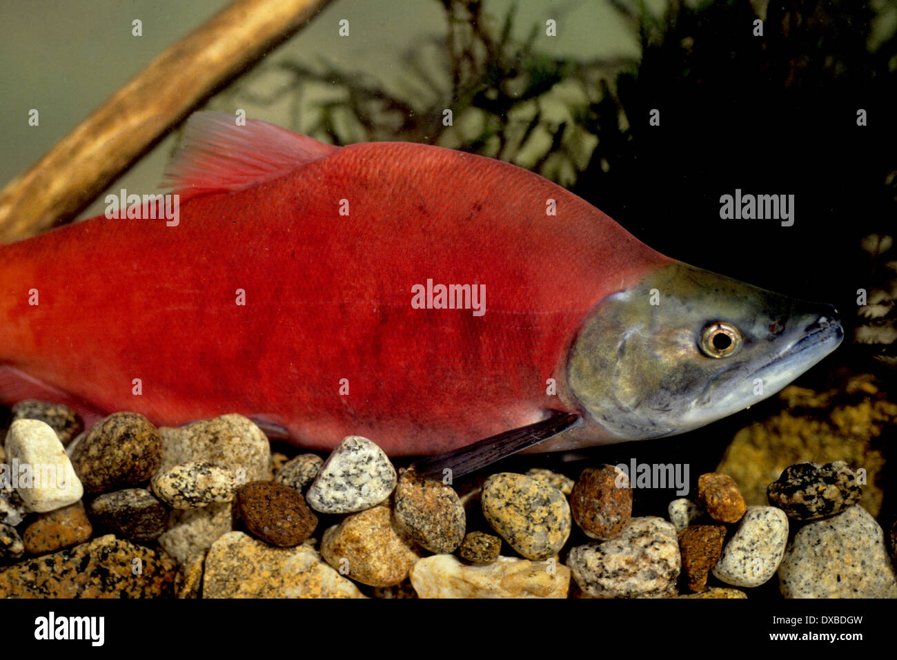 Homme du kokani (Oncorhynchus nerka) dans la conception de couleurs sur les frayères dans l'embranchement nord de la rivière Payette, ID. Banque D'Images