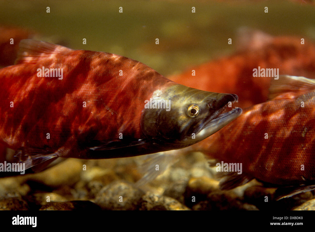 Le kokani (Oncorhynchus nerka) dans la conception de couleurs sur les frayères dans l'embranchement nord de la rivière Payette, ID. Banque D'Images