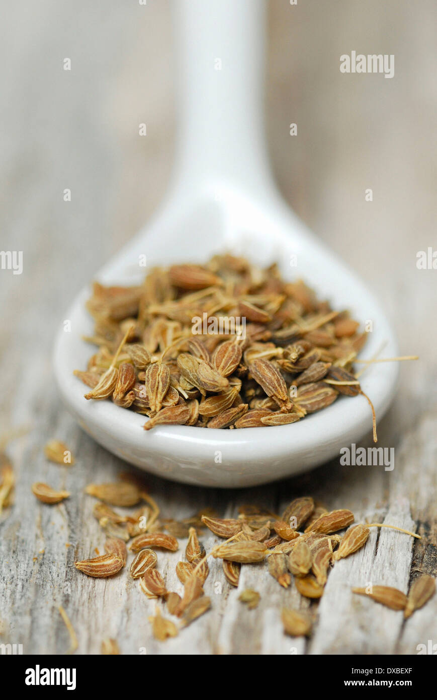 Pimpinella anisum Banque D'Images