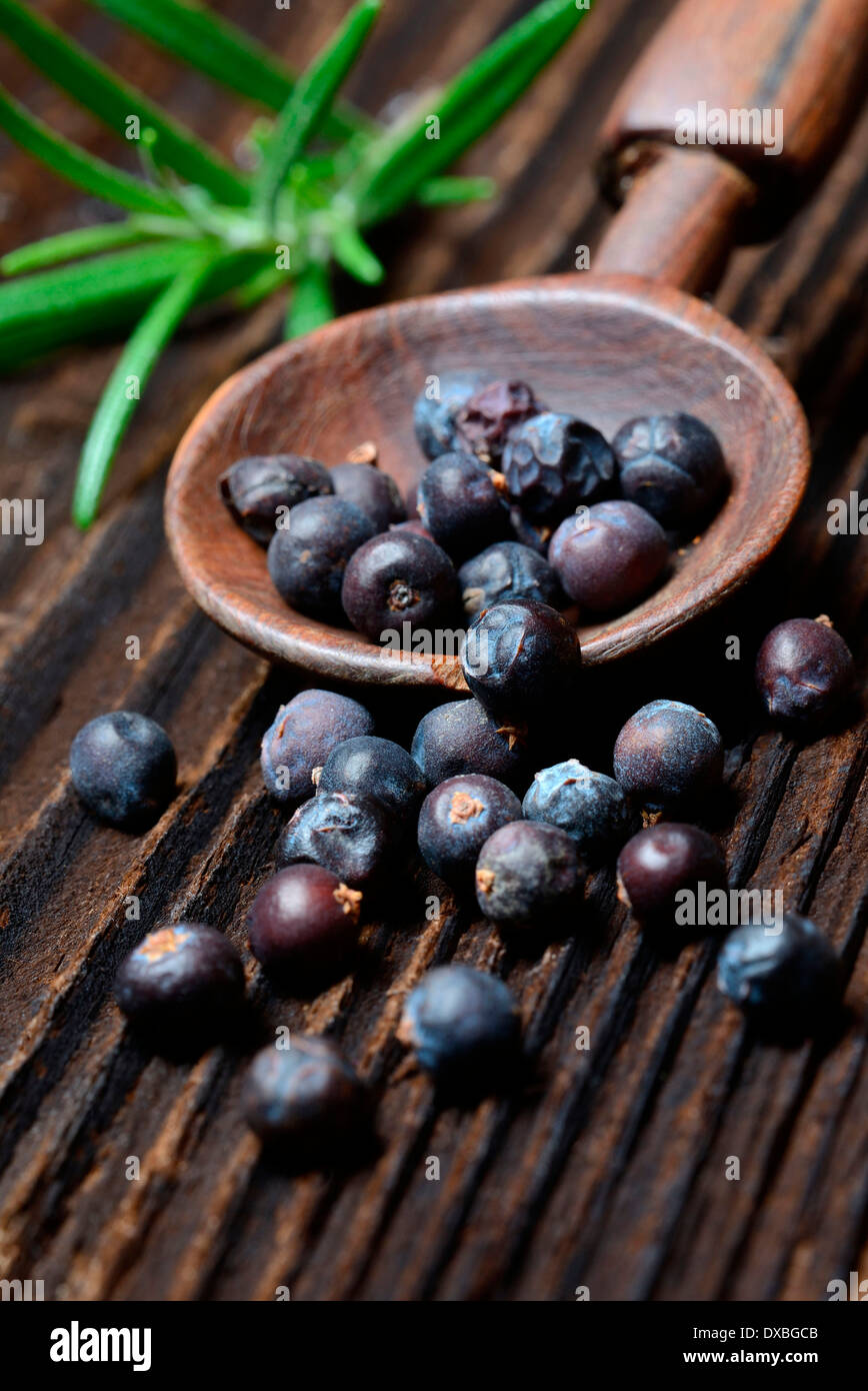 Juniperus communis Banque D'Images