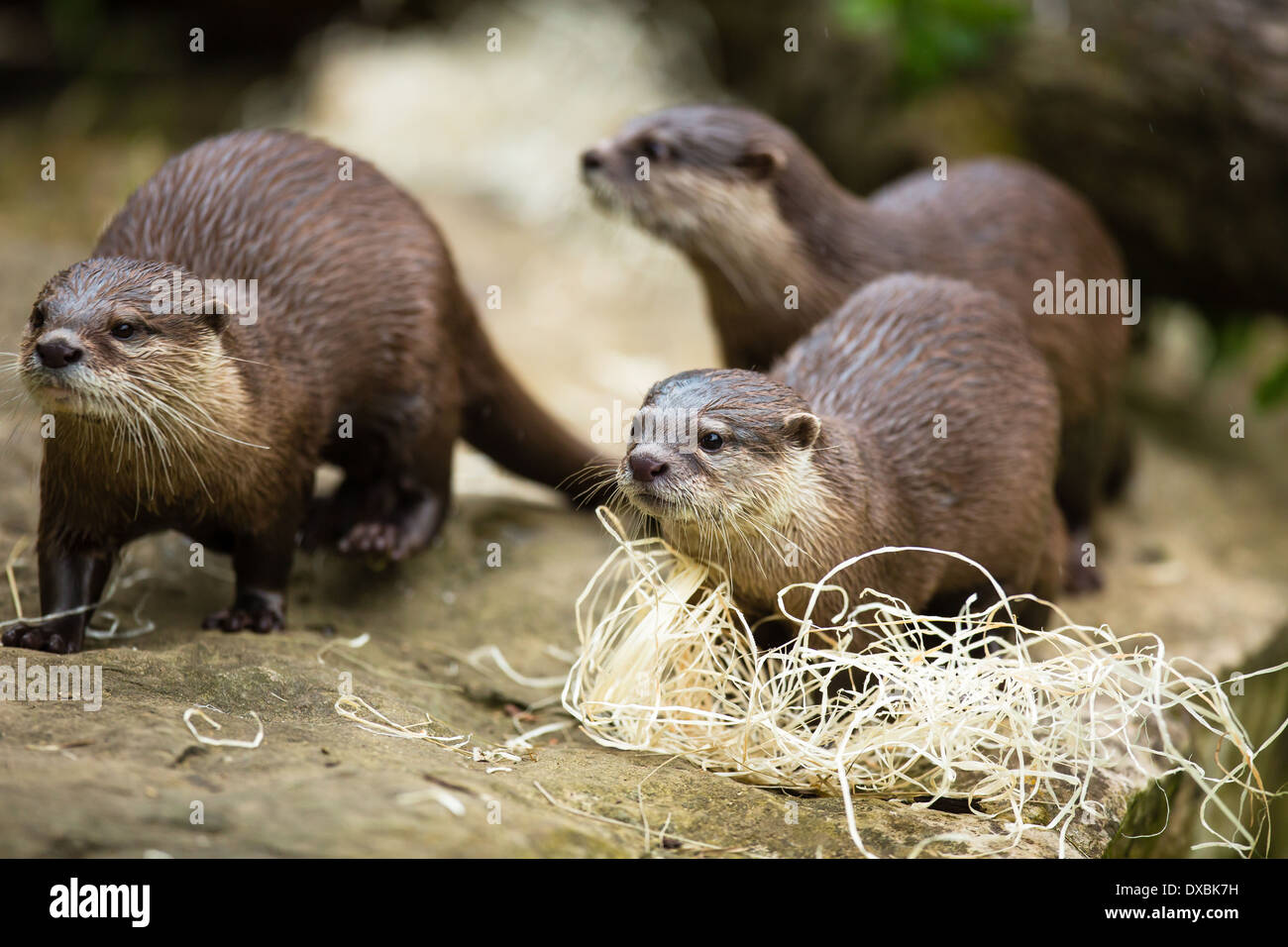Cute otters eurasian otter lutra Banque de photographies et d'images à  haute résolution - Alamy